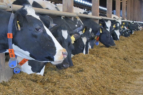 Feed advisers are trained to produce precisely balanced rations for livestock and can advise on a range of measures to minimise the emissions from intensive farming.