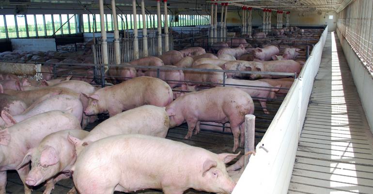 Modern intensive pig enterprises are replacing the back yard units as China rebuilds its pig herd